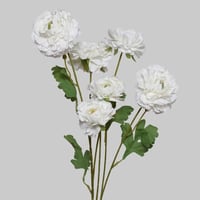 غصن الفاوانيا ابيض