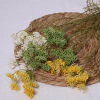 غصن زهرة السنديوم اخضر