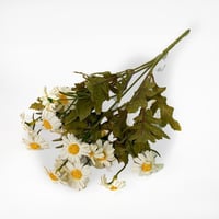 زهور الاقحوان ميني ابيض