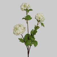 غصن هدرينجا ابيض