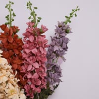 غصن الدلفينيوم روز