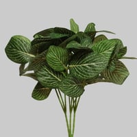 بنش نبات الموزاييك