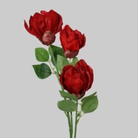 غصن الفاوانيا عودي