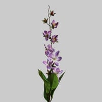 اليستروميريا موف غامق