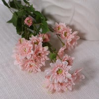 غصن الكريز وردي