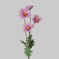 غصن زهر موف