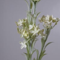 غصن زهور ابيض