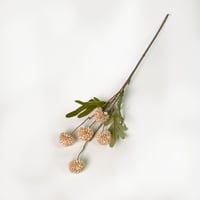 غصن وردة الهندباء بيج