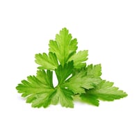 كليك اند غرو بذور الكزبرة