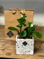 نبته ببروميا مع مركن ماربل