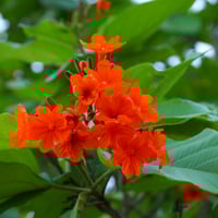 الكورديا القرمزية Cordia sebestena