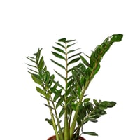 نبات الزاميا