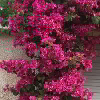 جهنمية بلدي Bougainvillea