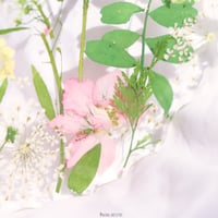 clear coastere قاعده اكواب