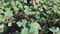 بذور نبات الكوسة - الكوسا ( Cucurbita pepo )