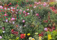 ديدحان مستورد