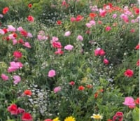 ديدحان ملون