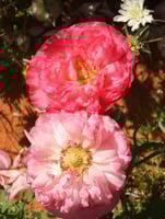 ديدحان ملون