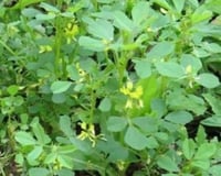 بذور نفل بمقاسات مختلفة