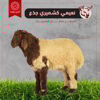 نعيمي كشميري جذع