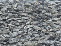 زبيب يمني اسود