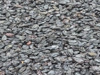 زبيب باكستاني اسود