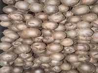 ليمون اسود مصري