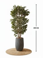 شجرة فايكوس صناعية بجذع طبيعي ( ارتفاع 2متر ) بحوض...