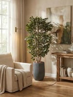 شجرة فايكوس صناعية بجذع طبيعي ( ارتفاع 2متر ) بحوض...