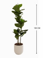 شجرة الفيكس بحوض سيراميك