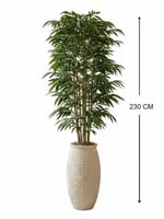 نخيل البامبو الملكي - حوض فايبر