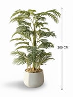 شجرة اريكا انيقة - حوض فايبر