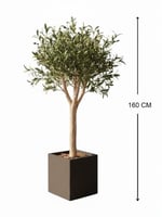 شجرة الزيتون - حوض فايبر