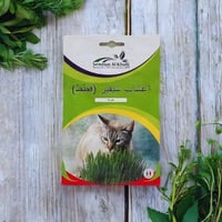 بذور اعشاب قطط شيفز للزراعة