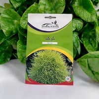 بذور كوكيا للزراعة