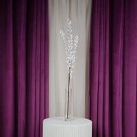 أوكالبتوس طبيعي مجفف أبيض