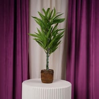 شجر زينة صناعي وسط اخضر