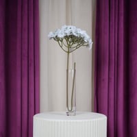 باقة هيدرنجيا أبيض