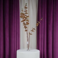 غصن أوكالبتوس خضار أصفر