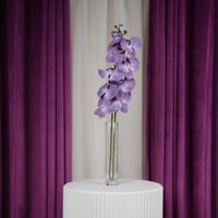 غصن أوركيد موف