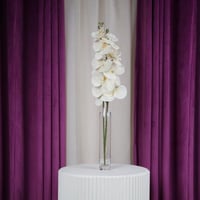 غصن أوركيد بيج