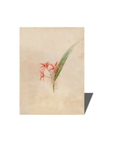 الأوركيد البرازيلية