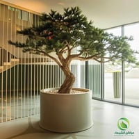 حوض زرع كبير جدا دائري فيبر قطر 1م لزراعة الأشجار