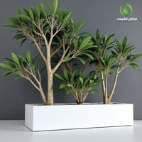 حوض زرع كبير 1.5م لزراعة الأشجار