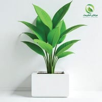 مركن زرع جاهز للأشجار