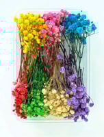 صندوق صغير من الزهور الطبيعية الجافة بورد جيبسون ب...