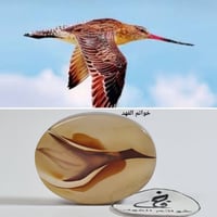 عقيق مصور طير نادر عقيق يمني طبيعي راهي سبحان الله...