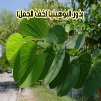 بذور البوهينيا - خف الجمل