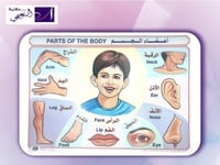 وسائل تعليمية اعضاء الجسم