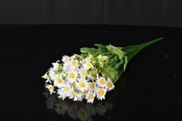 دوار شمس كبير